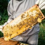 Beekeeper holding honeycomb frame with bees outdoors