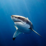 Great white shark swimming in deep blue ocean