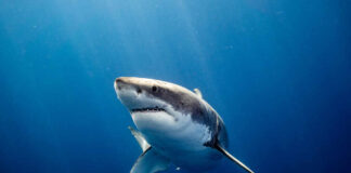 Great white shark swimming in deep blue ocean