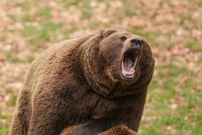 Roaring brown bear with mouth open wide