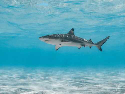 A blacktip shark swimming in clear blue water