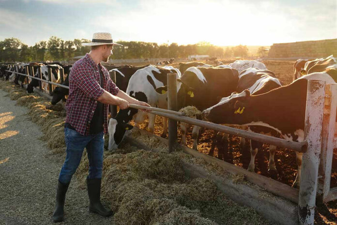 Farmer feeding cows in a sunny field.