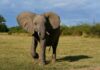 An elephant walking in a grassy field under a blue sky