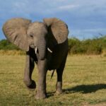 An elephant walking in a grassy field under a blue sky