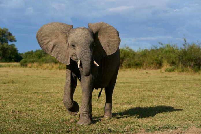 An elephant walking in a grassy field under a blue sky