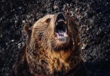A grizzly bear roaring with its mouth open