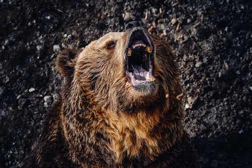A grizzly bear roaring with its mouth open