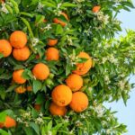 Close-up of an orange tree with ripe oranges and white blossoms