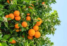 Close-up of an orange tree with ripe oranges and white blossoms