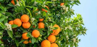 Close-up of an orange tree with ripe oranges and white blossoms