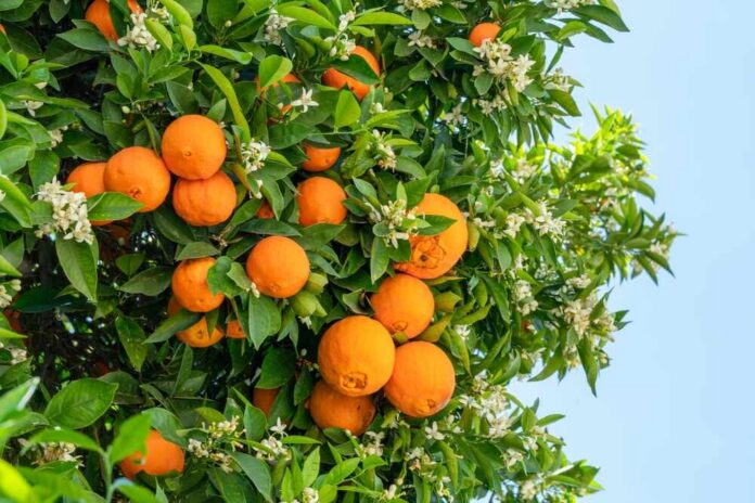 Close-up of an orange tree with ripe oranges and white blossoms