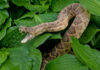 A snake with its mouth open resting among green leaves