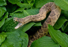 A snake with its mouth open resting among green leaves