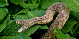 A snake with its mouth open resting among green leaves