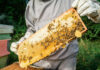 Beekeeper holding honeycomb frame with bees outdoors