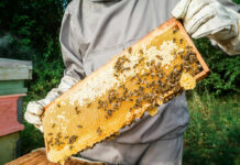 Beekeeper holding honeycomb frame with bees outdoors