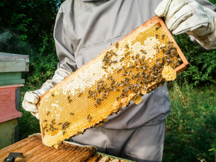 Beekeeper holding honeycomb frame with bees outdoors
