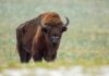 Bison standing in a grassy field
