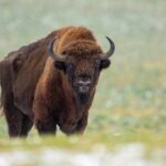 Bison standing in a grassy field