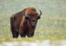 Bison standing in a grassy field