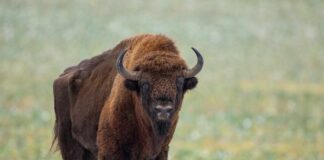 Bison standing in a grassy field