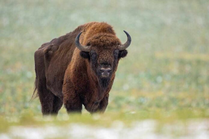 European,Bison,-,Bison,Bonasus,In,The,Knyszyn,Forest,(poland) Bison standing in a grassy field