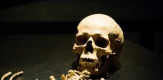 A human skull and skeletal remains displayed in a museum