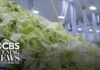Parasite Lettuce Sparks FDA Firestorm FDA investigating new cyclospora outbreak