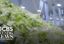 FDA investigating new cyclospora outbreak