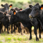 Trump’s Beef Move Hits Heartland Wallets Black cows grazing in a grassy field.