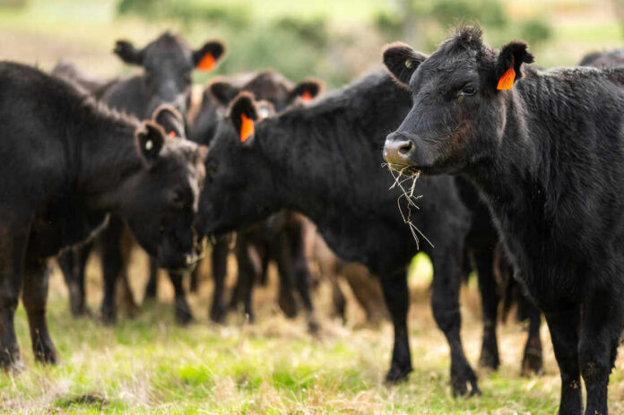 shutterstock_1729306699-1 Black cows grazing in a grassy field.
