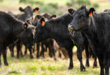 ALERT: Beef Crisis Deepens Black cows grazing in a grassy field.