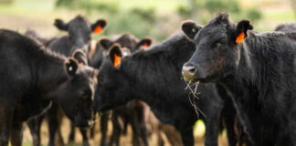 Black cows grazing in a grassy field.