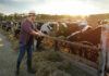 Farmer feeding cows in a sunny field.