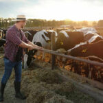 Trump Waiver Slams Cattle Ranchers Farmer feeding cows in a sunny field.