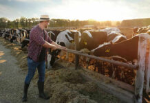 Trump Waiver Slams Cattle Ranchers Farmer feeding cows in a sunny field.