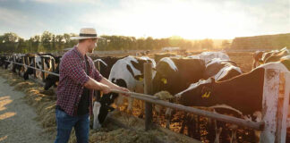 Farmer feeding cows in a sunny field.