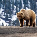 VIDEO: Hungry Bears Invade Colorado Towns A grizzly bear walking on a dirt path with a snowy mountain backdrop