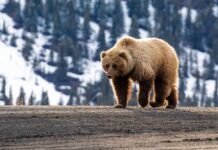 VIDEO: Hungry Bears Invade Colorado Towns A grizzly bear walking on a dirt path with a snowy mountain backdrop